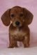Dachshund Puppies for sale in Kernersville, NC 27284, USA. price: $685
