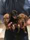 Dachshund Puppies for sale in Robinson, KS 66532, USA. price: NA