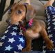 Dachshund Puppies for sale in Victorville, CA, USA. price: $1,000