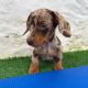 Dachshund Puppies for sale in Houston, TX, USA. price: $950