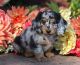 Dachshund Puppies for sale in Kallithea, Greece. price: 480 EUR