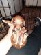 Dachshund Puppies for sale in David City, NE 68632, USA. price: $850