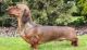 Dachshund Puppies for sale in Hartford, CT 06110, USA. price: $1,500