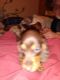 Dachshund Puppies for sale in 3812 W Smith Valley Rd, Greenwood, IN 46142, USA. price: $600