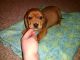Dachshund Puppies for sale in Harrisburg, IL 62946, USA. price: NA