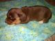 Dachshund Puppies for sale in Harrisburg, IL 62946, USA. price: $1,500