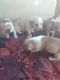 Dachshund Puppies for sale in Clearlake Oaks, CA 95423, USA. price: $200