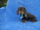 Dachshund Puppies for sale in La Habra Heights, CA, USA. price: $1,599