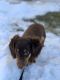 Dachshund Puppies for sale in Greenwood, IN, USA. price: NA