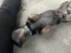 Dachshund Puppies for sale in Mineral Wells, TX, USA. price: NA
