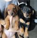 Dachshund Puppies for sale in Beverly Hills, CA 90210, USA. price: NA