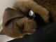 Dachshund Puppies for sale in Kalamazoo, MI, USA. price: NA
