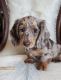 Dachshund Puppies for sale in Lake Mary, FL 32746, USA. price: $500
