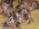 Dachshund Puppies for sale in Dallas, TX, USA. price: $600
