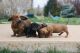 Dachshund Puppies for sale in San Diego, CA 92101, USA. price: $715