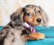 Dachshund Puppies for sale in San Angelo, TX, USA. price: NA