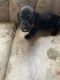 Dachshund Puppies for sale in Manitowoc, WI 54220, USA. price: NA