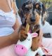 Dachshund Puppies for sale in Hudsonville, MI 49426, USA. price: NA