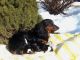 Dachshund Puppies for sale in Frederick, MD, USA. price: $1,500