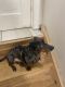 Dachshund Puppies for sale in Danbury, CT, USA. price: $500