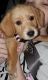 Dachshund Puppies for sale in Lafayette, LA, USA. price: $1,400