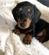 Dachshund Puppies for sale in Milford, PA 18337, USA. price: $600