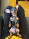 Dachshund Puppies for sale in Virginia Beach, VA 23455, USA. price: $900