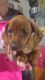 Dachshund Puppies for sale in Hayesville, NC 28904, USA. price: NA