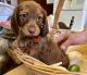 Dachshund Puppies for sale in Milwaukee, WI, USA. price: $800