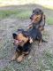 Dachshund Puppies for sale in Orlando, FL, USA. price: NA
