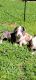 Dachshund Puppies for sale in Rusk, TX 75785, USA. price: NA