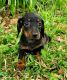 Dachshund Puppies for sale in Guatemala Ln, Rock Creek, NC 28659, USA. price: NA