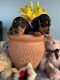 Dachshund Puppies for sale in Seattle, WA, USA. price: NA