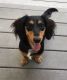 Dachshund Puppies for sale in Key West, FL 33040, USA. price: NA