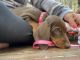 Dachshund Puppies for sale in Alamuchy, NJ 07840, USA. price: $3,000