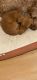 Dachshund Puppies for sale in College Station, TX, USA. price: NA