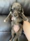 Dachshund Puppies for sale in Kingston, NY 12401, USA. price: NA