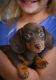 Dachshund Puppies for sale in Texarkana, TX, USA. price: NA