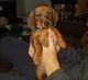 Dachshund Puppies for sale in Wildomar, CA, USA. price: $3,000