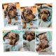 Dachshund Puppies for sale in Orange, TX, USA. price: $2,500