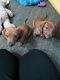 Dachshund Puppies for sale in Wildomar, CA, USA. price: $2,000