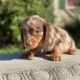 Dachshund Puppies for sale in 33161 W 8 Mile Rd, Farmington, MI 48336, USA. price: $400
