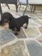 Dachshund Puppies for sale in Henderson, NV, USA. price: $3,800