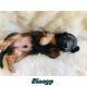 Dachshund Puppies for sale in San Bernardino, CA, USA. price: $1,100