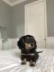 Dachshund Puppies for sale in Miami Beach, FL, USA. price: NA