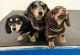 Dachshund Puppies for sale in Maryland City, MD, USA. price: $750