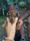 Dachshund Puppies for sale in Brainerd, MN 56401, USA. price: NA
