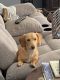 Dachshund Puppies for sale in Hayden, AL 35079, USA. price: NA