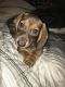 Dachshund Puppies for sale in Crosby, MS, USA. price: NA