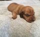 Dachshund Puppies for sale in Gastonia, NC, USA. price: NA
